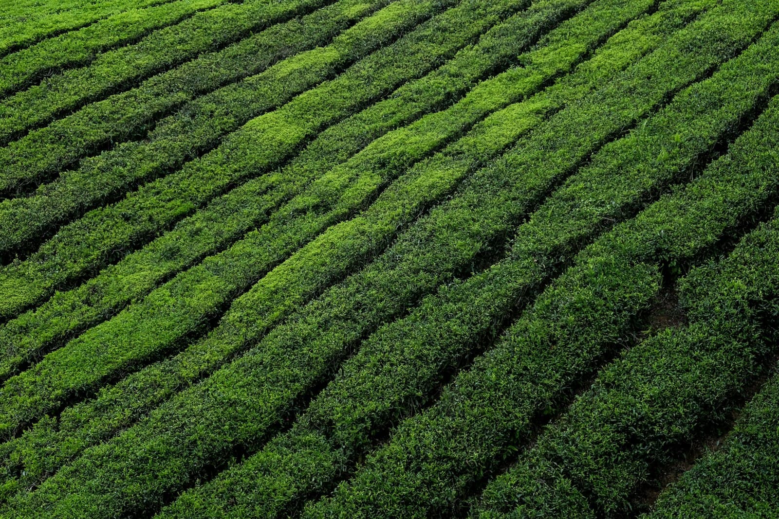 Những luống chè xanh chạy dài trên sườn đồi